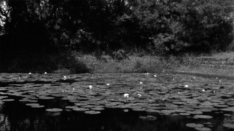 Catching the Big Fish: Meditation, Consciousness, and Creativity on Amazon Paula Marvelly, ‘India' - The Culturium