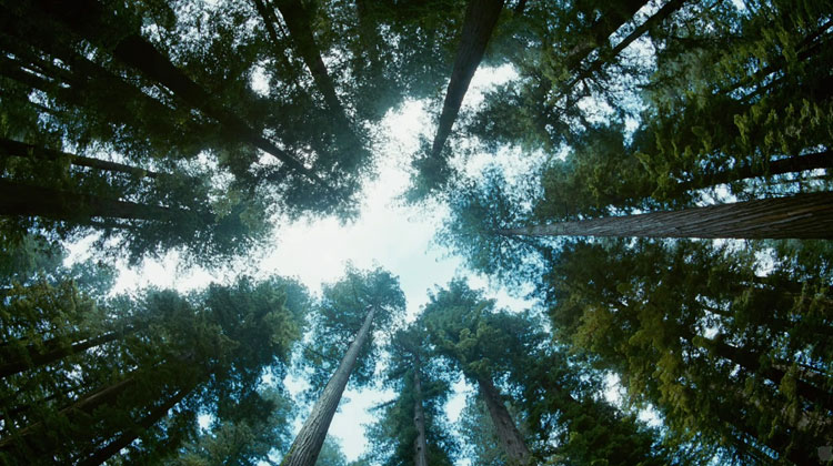 Terrence Malick, 'The Tree of Life' - The Culturium