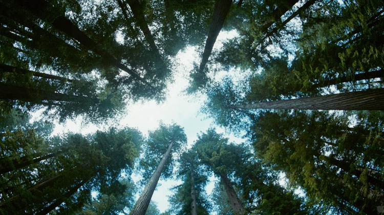 Terrence Malick, The Tree of Life on iTunes and Amazon Terrence Malick, 'The Tree of Life' - The Culturium