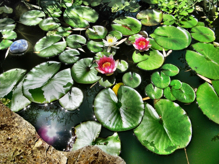 Roy Whenary, Lilly Pond, Near Perugia - The Culturium