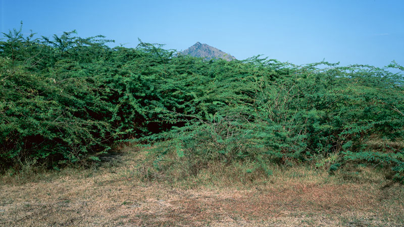 Ditmar Bollaert, Annamalai Nagar - The Culturium