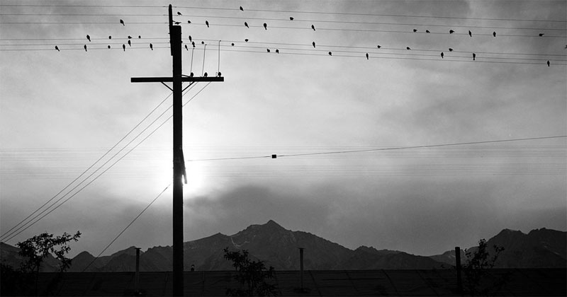 Ansel Adams, ‘Manzanar birds on wire' - The Culturium