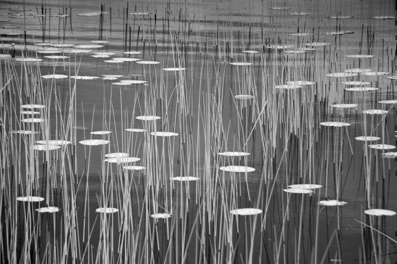 Ron Rosenstock, Reeds at Dromore Lake - The Culturium
