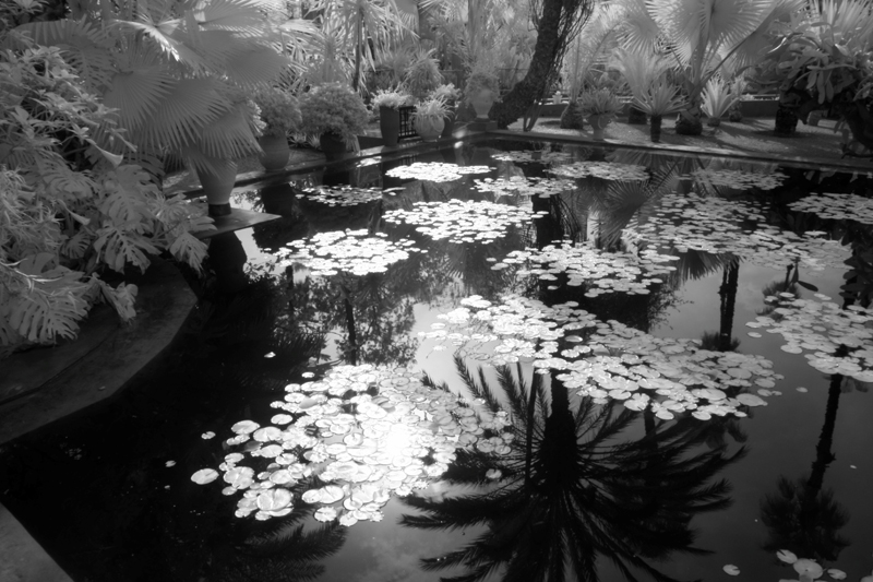 Ron Rosenstock, Water Lillies - The Culturium