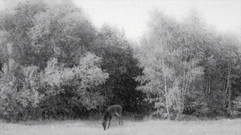 Abbas Kiarostami, 24 Frames - The Culturium