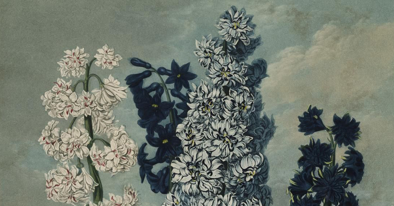 Sydenham Teast Edwards, Hyacinths - The Culturium