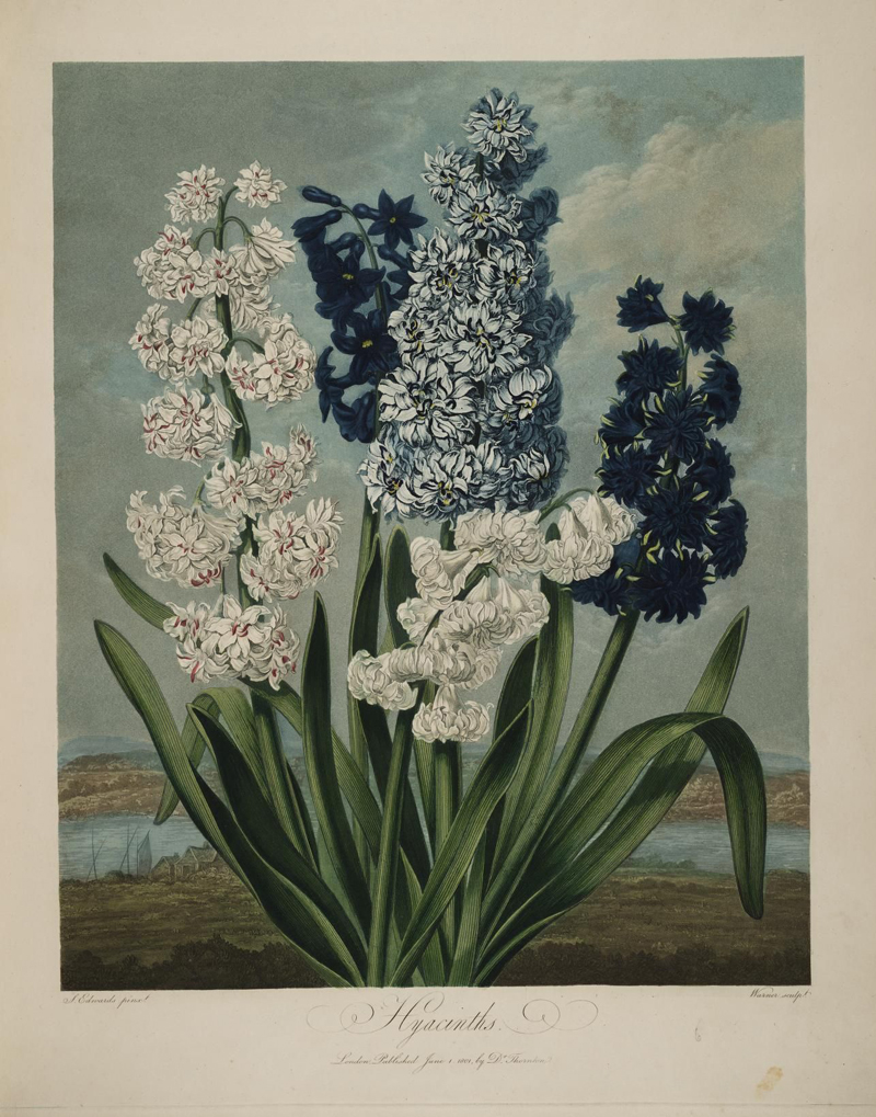 Sydenham Teast Edwards, Hyacinths - The Culturium