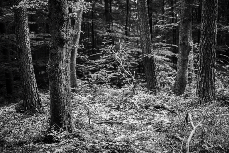 Tobias Wilkinson, German Forest Primer - The Culturium