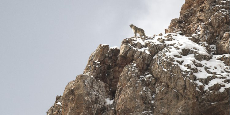 Marie Amiguet & Vincent Munier, The Velvet Queen - The Culturium