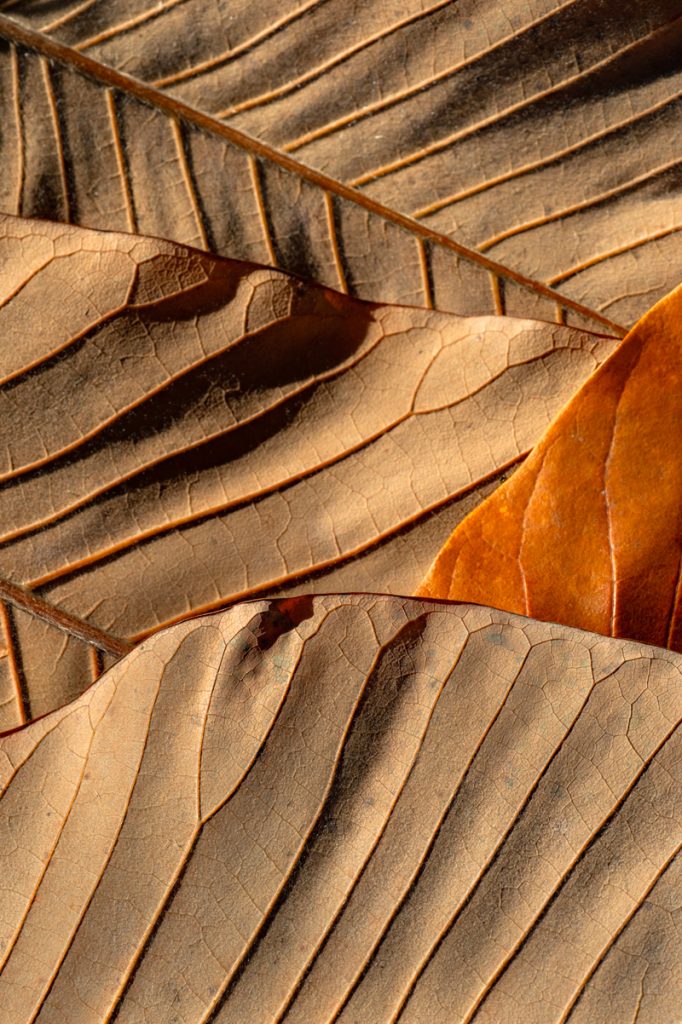 Marian Kraus, Colours and Forms - The Culturium