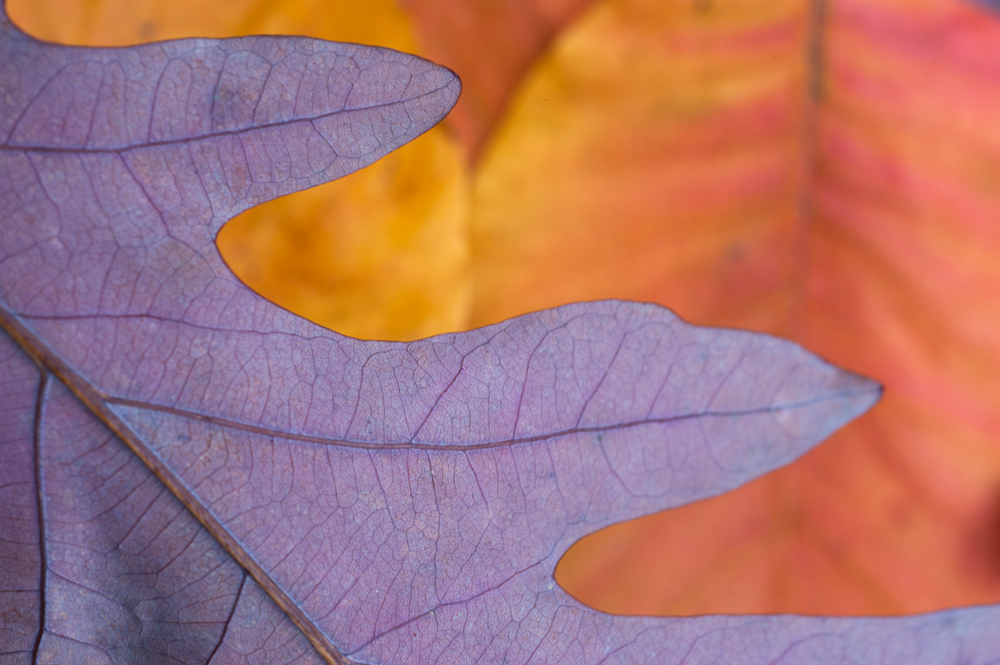 Marian Kraus, Colours and Forms - The Culturium
