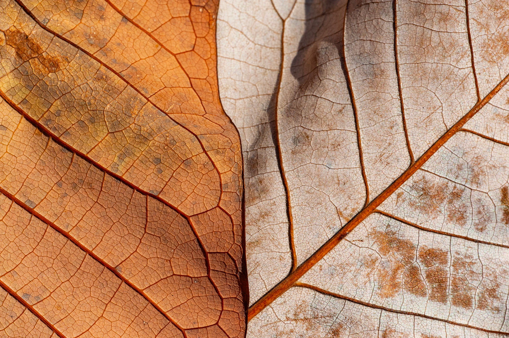 Marian Kraus: Colours & Forms