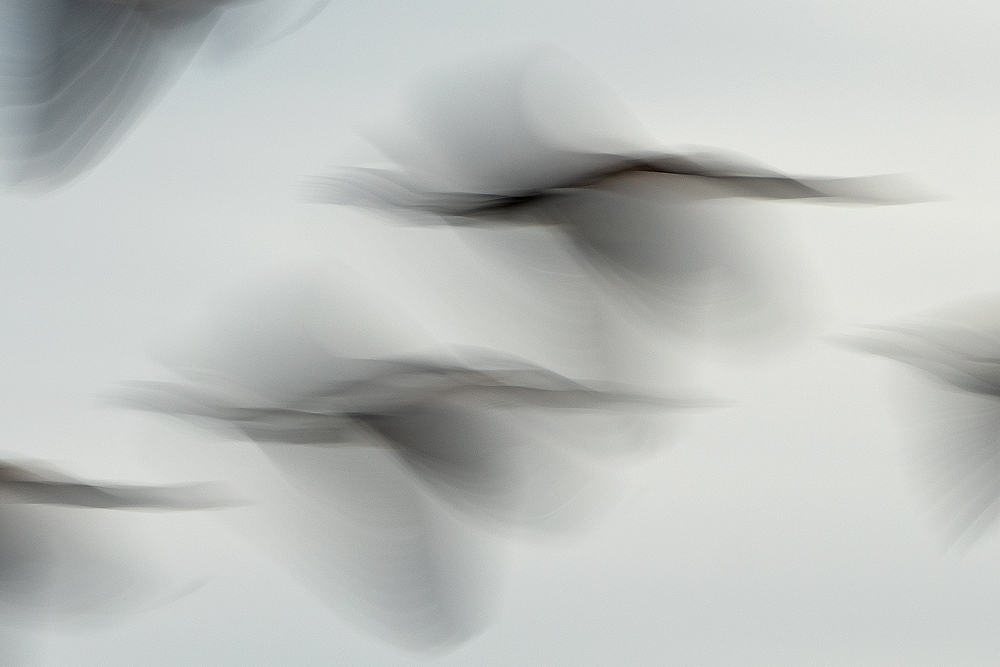 Ronald Peeters, Echoes From Eternity - The Culturium