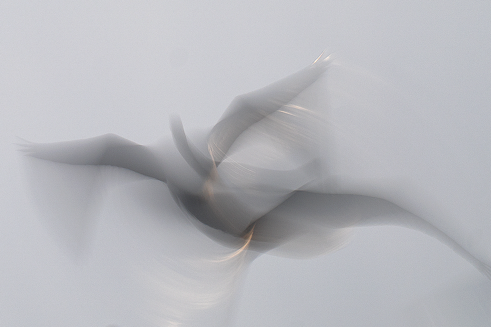 Ronald Peeters, Echoes From Eternity - The Culturium