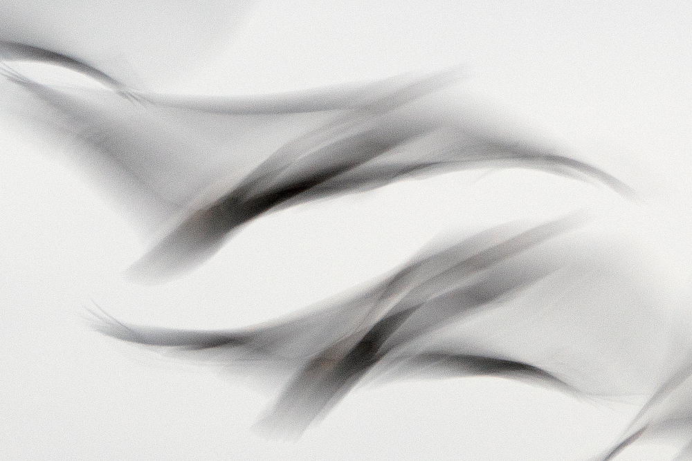 Ronald Peeters, Echoes From Eternity - The Culturium