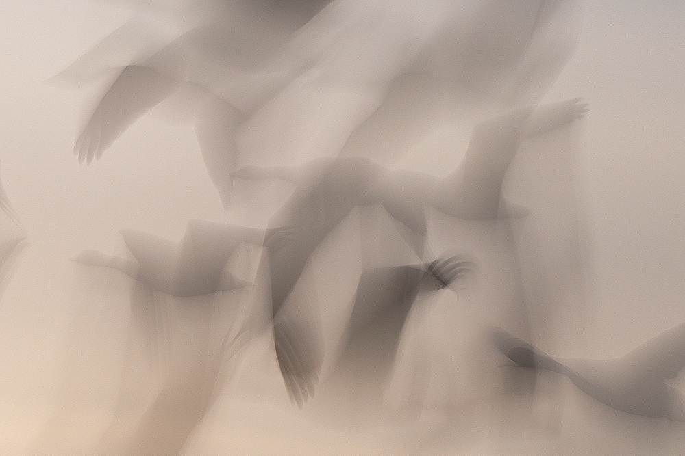 Ronald Peeters, Echoes From Eternity - The Culturium